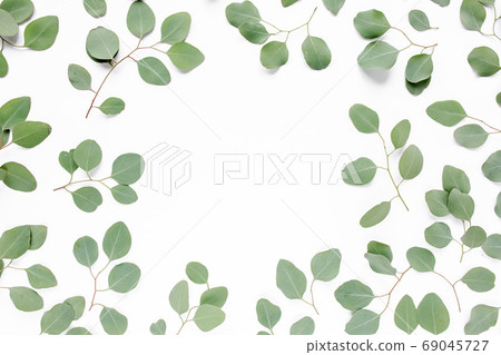 Green eucalyptus leaves isolated on white background. lay flat, top view Green eucalyptus leaves isolated on white background. lay flat, top view 69045727