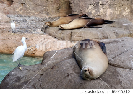 一隻慵懶的海獅 69045810