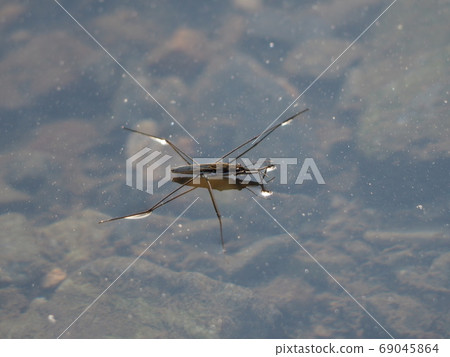 水黽 水黽 69045864