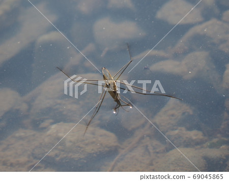 水黽 69045865