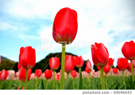 Tulip, fine eyek standing against the blue sky, Kanagawa, Hadano, Togawa Park (8) Tulip, fine eyek standing against the blue sky, Kanagawa, Hadano, Togawa Park (8) 69046043