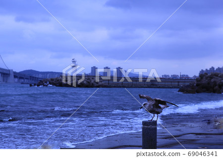 Seagull weather 69046341