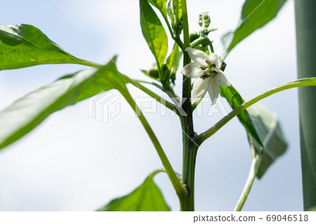 Sweet potato bean flower (May) Home garden 69046518