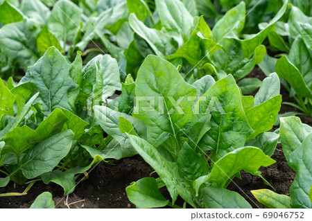 菠菜栽培（五月）家庭菜園 69046752