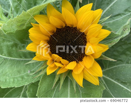 sunflower	 69046772