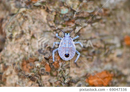 Larvae of Madara bug 69047336