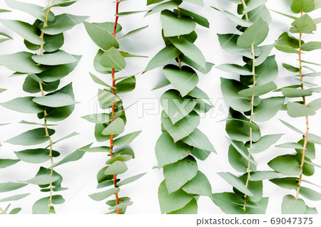 Pattern with green leaves eucalyptus populus isolated on white background. Flat lay, top view 69047375
