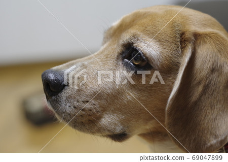 Beagle side profile Beagle side profile 69047899