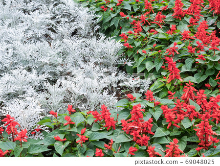 Closeup of the silver ragwoort and red Salvia Closeup of the silver ragwoort and red Salvia 69048025