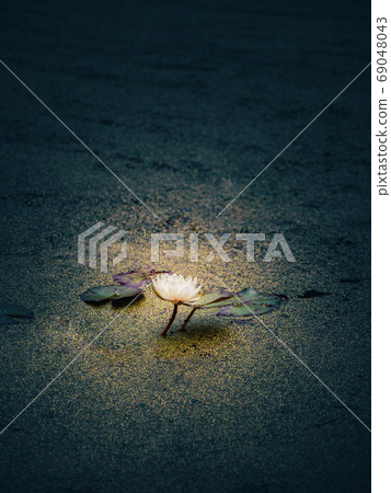 White water Lily on a dark natural background 69048043
