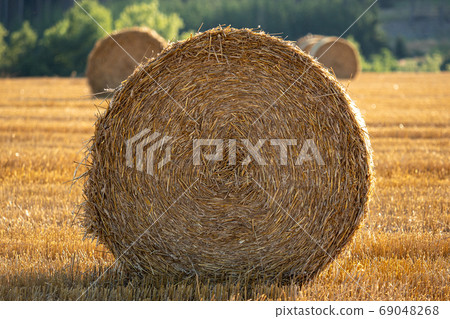 Field with straw bales after harvest 69048268