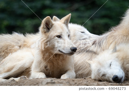 Arctic wolf (Canis lupus arctos), also known as the white wolf o 69048273