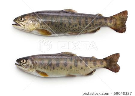 鱒魚 69048327