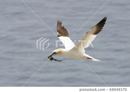Northern Gannet, Sula leucogaster, flying with nesting material 69048370