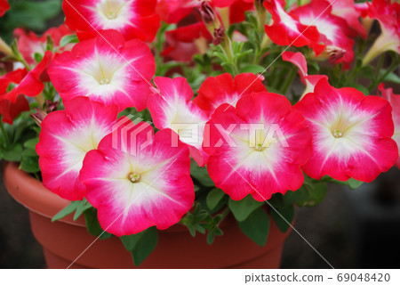 Petunia, Petunias in the tray,Petunia in the pot 69048420