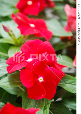 foliage vinca flowers, red vinca flowers (Madagascar periwinkle) foliage vinca flowers, red vinca flowers (Madagascar periwinkle) 69048443