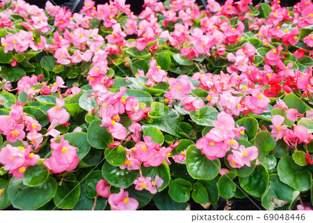 Begonias, semperflorens begonias, in the garden, potted begonia Begonias, semperflorens begonias, in the garden, potted begonia 69048446