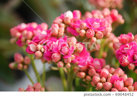 Kalanchoe plant with pink flowers, Kalanchoe blossfeldiana 69048452