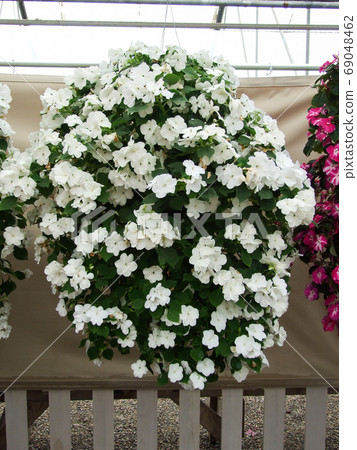 impatiens in potted, scientific name Impatiens walleriana flower impatiens in potted, scientific name Impatiens walleriana flower 69048462
