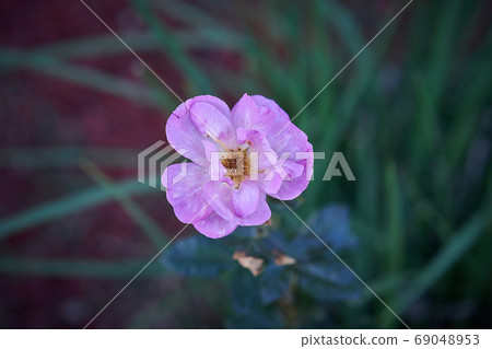 A single cherry blossom flower blooming in the corner of the flower bed A single cherry blossom flower blooming in the corner of the flower bed 69048953