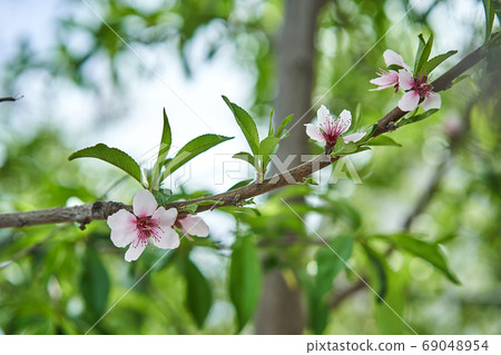 Peach blossom tree branch Peach blossom tree branch 69048954