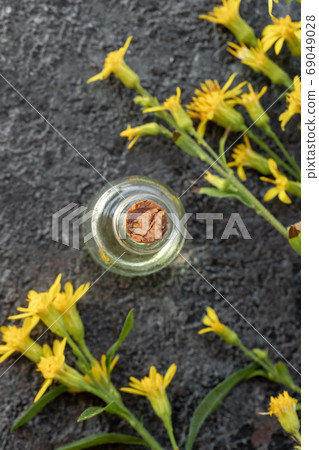 A bottle of essential oil with European goldenrod plant 69049028