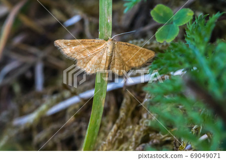 Rest harrow (Aplasta ononaria) Rest harrow (Aplasta ononaria) 69049071