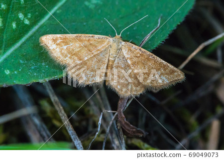 Rest harrow (Aplasta ononaria) Rest harrow (Aplasta ononaria) 69049073
