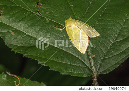 Green silver-lines (Pseudoips prasinana) 69049074
