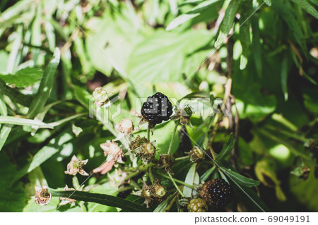 Wild bramble, blackberry grow in Sokolniki park, Moscow 69049191