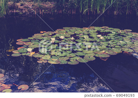 White lotus flower or water lily. Lotus leaves and lotus bud in a pond. Lotus season in Zaryadye park, Moscow White lotus flower or water lily. Lotus leaves and lotus bud in a pond. Lotus season in Zaryadye park, Moscow 69049193