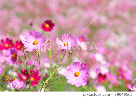 Cosmos flowers 69049565