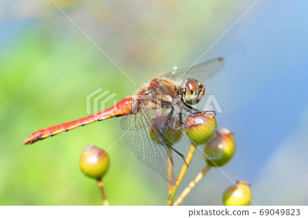 Akiakane(男性)停在玫瑰種子中 Akiakane(男性)停在玫瑰種子中 69049823