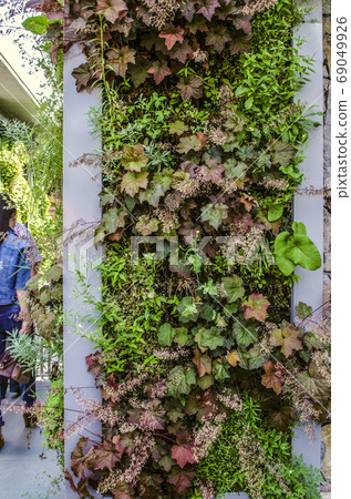 Mosaic made on of corner on the wall of the building, with vertically growing, variety of plants, grass, flowers and vines Mosaic made on of corner on the wall of the building, with vertically growing, variety of plants, grass, flowers and vines 69049926