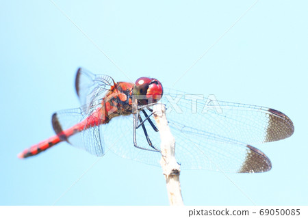 Conosimetorbos (male) 69050085