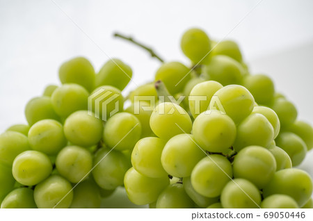 閃耀馬斯喀特3束白色背景 69050446