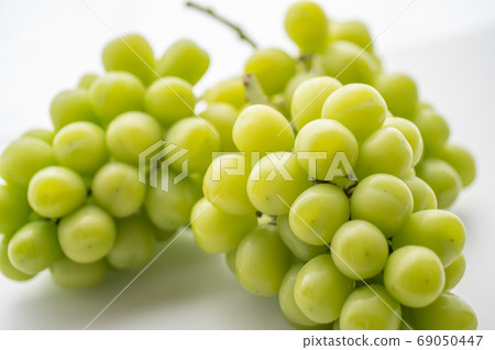 閃耀馬斯喀特3束白色背景 69050447