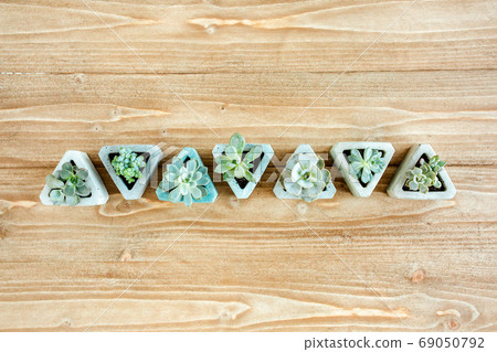 pattern of green succulents on wooden background. Flat lay, top view. pattern of green succulents on wooden background. Flat lay, top view. 69050792
