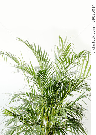 Exotic tropical green palm leaves, branchs on white background with blank space for text. Flat lay, top view Exotic tropical green palm leaves, branchs on white background with blank space for text. Flat lay, top view 69050814