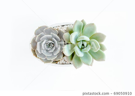 Green house plants potted, succulent plants isolated on white background. Flat lay, top view. Green house plants potted, succulent plants isolated on white background. Flat lay, top view. 69050910