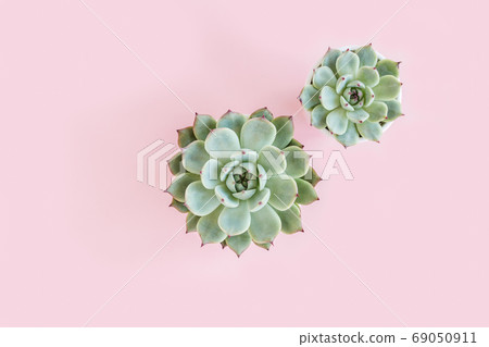 Green house plants potted, succulent plants isolated on pink background. Flat lay, top view. Green house plants potted, succulent plants isolated on pink background. Flat lay, top view. 69050911