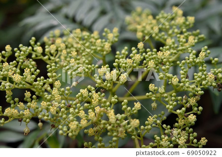 Inuzansho flowers Inuzansho flowers 69050922