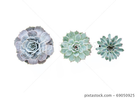 Green house plants potted, succulent plants isolated on white background. Flat lay, top view. Green house plants potted, succulent plants isolated on white background. Flat lay, top view. 69050925