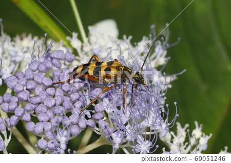 Yotsusujihana long beetles 69051246