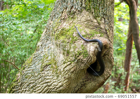 A Black Rat Snake slithers into a hollow tree in the woods. 69051557