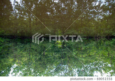 Surreal inverted forest pond reflection Surreal inverted forest pond reflection 69051558