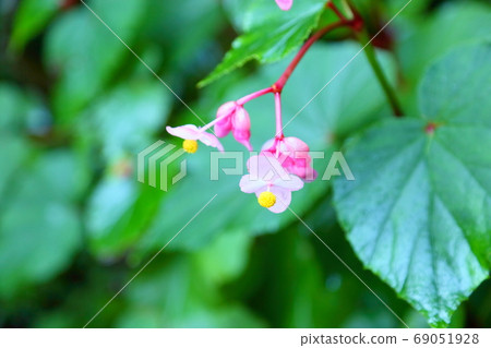 Flower of Shiu-kaido 69051928