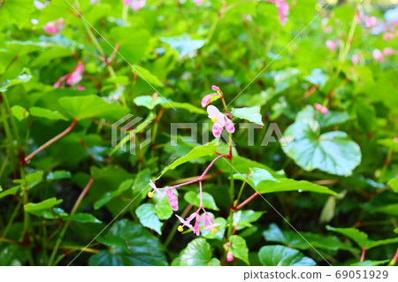 Flower of Shiu-kaido 69051929
