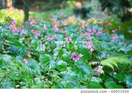 Flower of Shiu-kaido 69051930