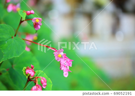 Shiu-kaido之花 69052191